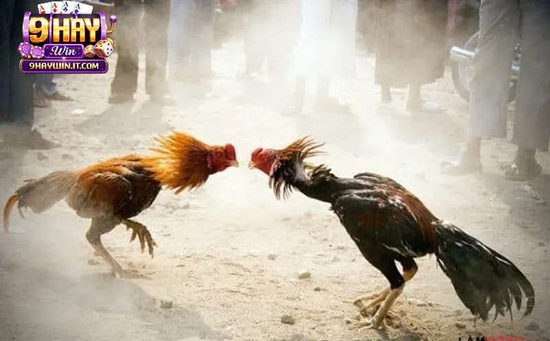 Đôi nét về đá gà