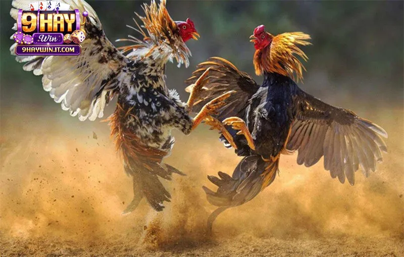 Lý do đá gà được nhiều người biết